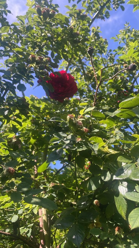 Casa de 5 dormitorios en Hildesheim, Germany No. 265668