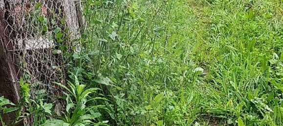 3 chambres Maison à Santo Varao, Portugal No. 167667 23