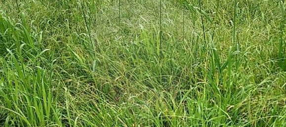 3 chambres Maison à Santo Varao, Portugal No. 167667 24