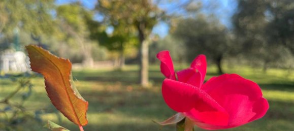 5 bedrooms Villa in Isola del Liri, Italy No. 57797 21