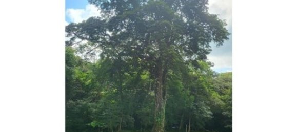  Land in Tilaran, Costa Rica No. 1777 6