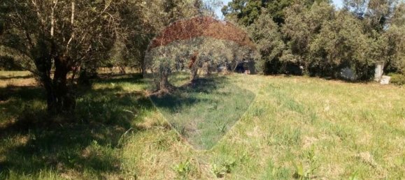  قطعة أرض في Avelas de Cima, Portugal 620متر مربع رقم 64349 2