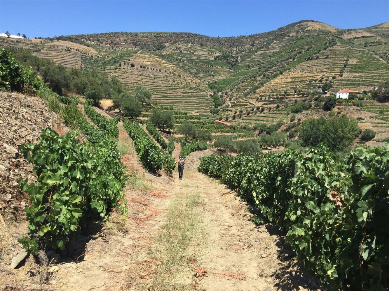 7 bedrooms House in Ervedosa do Douro, Portugal No. 353756