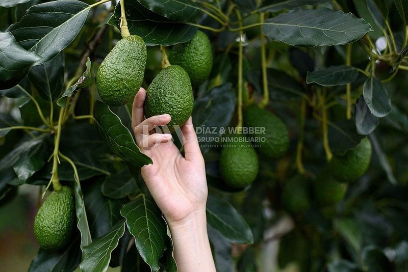 Grundstück in Algarrobo, Spain 47462m², Nr. 237616