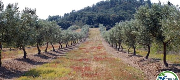 564m² Land in Garriguella, Spain No. 73565 8