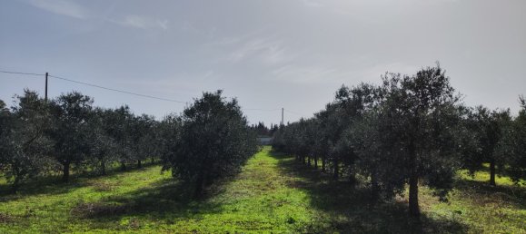 3 Schlafzimmer Villa in Sannicola, Italy, Nr. 59650 6