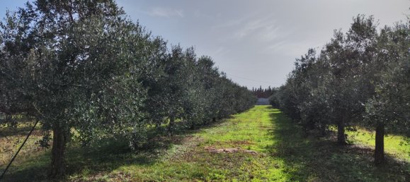 3 Schlafzimmer Villa in Sannicola, Italy, Nr. 59650 2