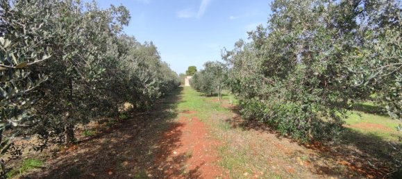 3 Schlafzimmer Villa in Sannicola, Italy, Nr. 59650 11