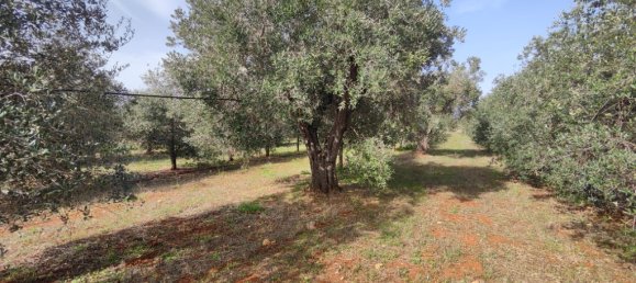 3 Schlafzimmer Villa in Sannicola, Italy, Nr. 59650 7