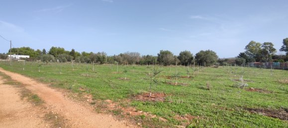 3 Schlafzimmer Villa in Sannicola, Italy, Nr. 59650 3