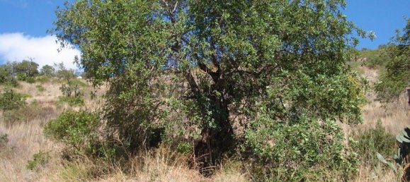 30m² Land in Alte, Portugal No. 167854 13