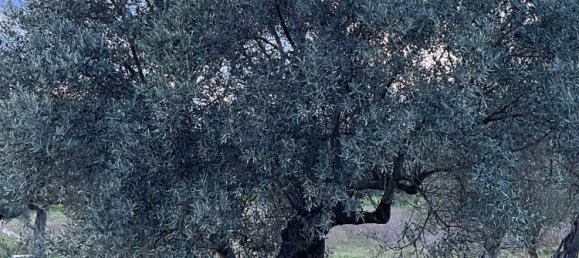 12-Zimmer Haus in Cepagatti, Italy, Nr. 254288 3