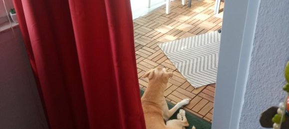 1 غرف نوم شقة في Mainz, Germany رقم 268000 4