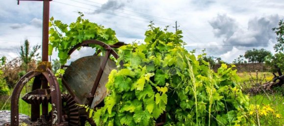 Grundstück in Fundao, Portugal 33493m², Nr. 76978 7