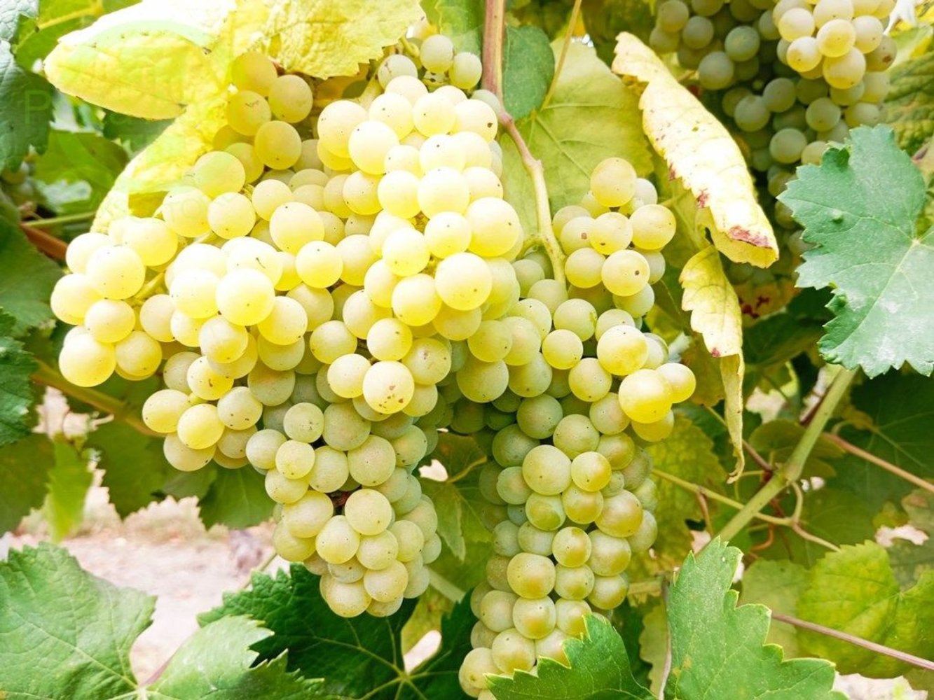  Land in Santo Tirso, Portugal No. 302222