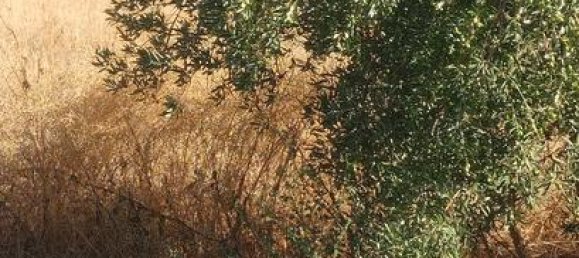 Grundstück in Alhendin, Spain 2000m², Nr. 187271 3