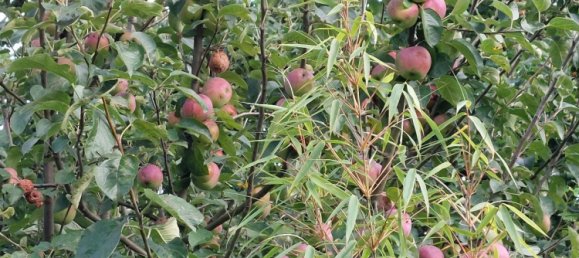 Terreno em Plauen, Germany N.º 225279 7