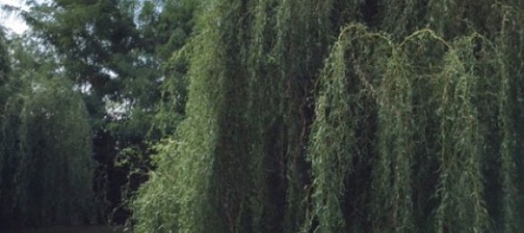 6 Schlafzimmer Villa in Forte dei Marmi, Italy, Nr. 37150 13