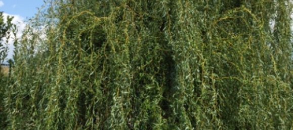 6 Schlafzimmer Villa in Forte dei Marmi, Italy, Nr. 37150 11