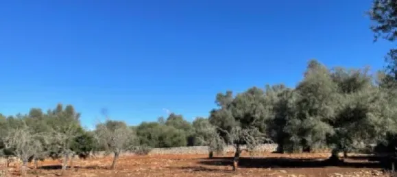 Almacén de 3 dormitorios en Sineu, Spain No. 170065 6