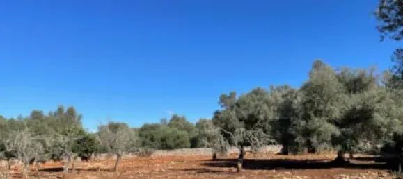 Almacén de 3 dormitorios en Sineu, Spain No. 170065 2