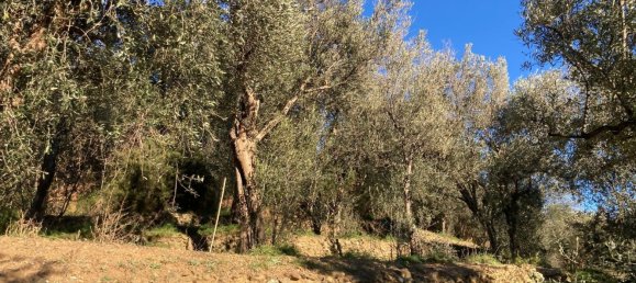 3800m² Land in Quiliano, Italy No. 97936 10