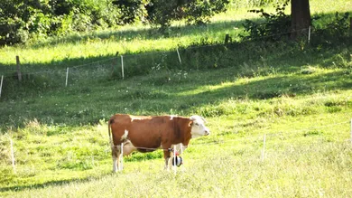 Terrain à Gaimberg, Austria No. 241878