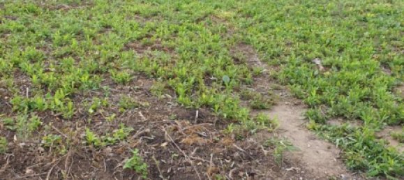 Grundstück in Emmendingen, Germany, Nr. 289617 2