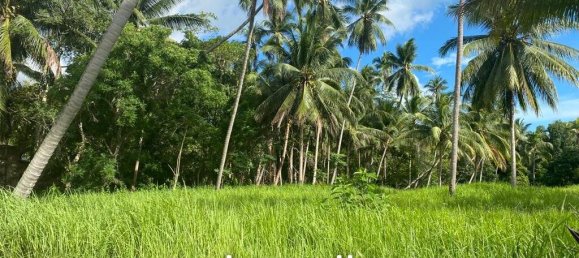  Commercial property in Wiang Sa, Thailand No. 14392 3