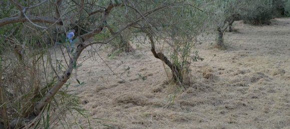 Terreno en Silvi, Italy 1040 m² No. 79697 8