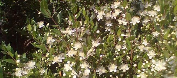 10 rooms House in Santa Marinella, Italy No. 255977 4