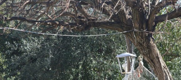 10 rooms House in Santa Marinella, Italy No. 255977 3