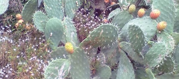 10 rooms House in Santa Marinella, Italy No. 255977 5