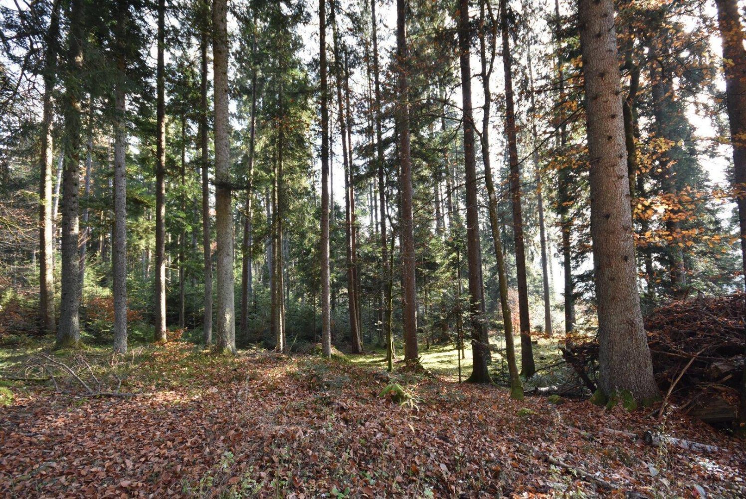 100000m² Land in Spittal an der Drau, Austria No. 148354