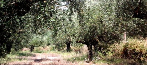 3510m² Hotel in Kalamata, Greece No. 6956 2