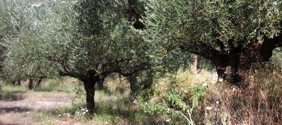 3510m² Hotel in Kalamata, Greece No. 6956 3