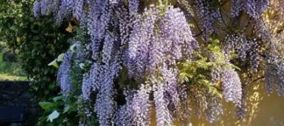 7 rooms Apartment in Camogli, Italy No. 162431 8