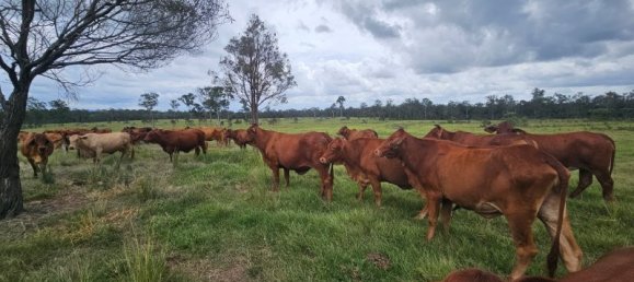  منزل في Bauple Forest, Australia رقم 822 15