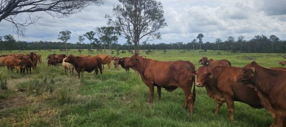  منزل في Bauple Forest, Australia رقم 822 5