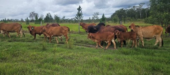  منزل في Bauple Forest, Australia رقم 822 6