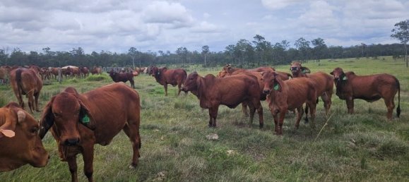  منزل في Bauple Forest, Australia رقم 822 18