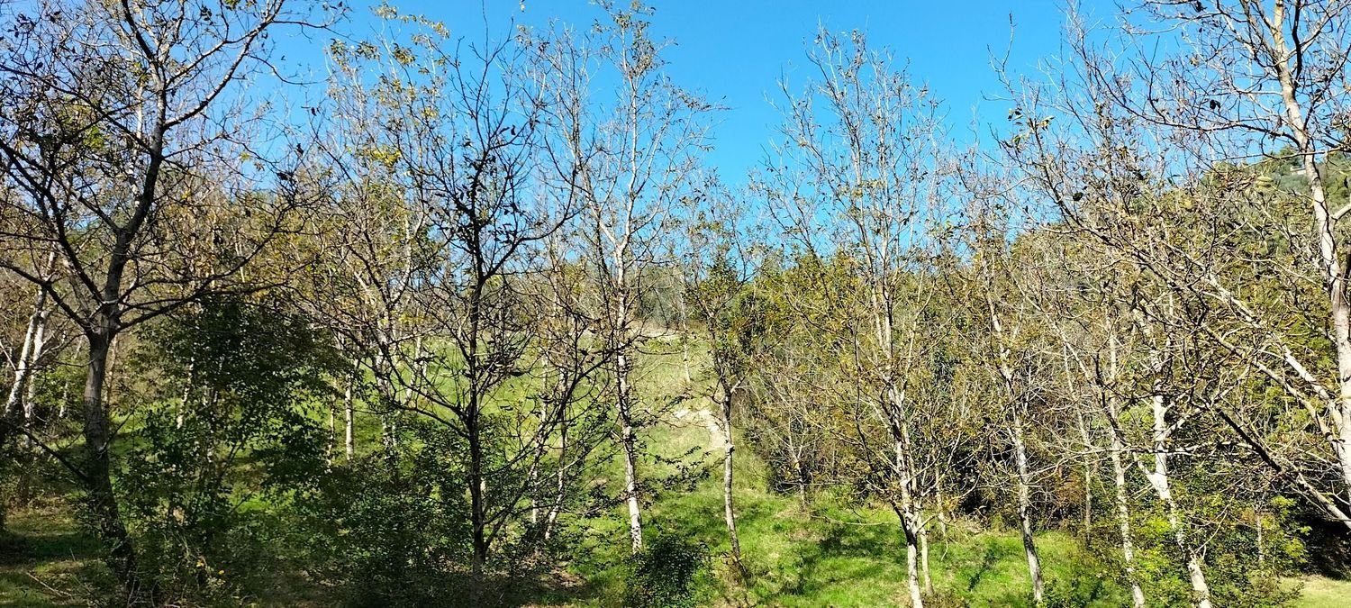  قطعة أرض في Arrone, Italy 40000متر مربع رقم 317207