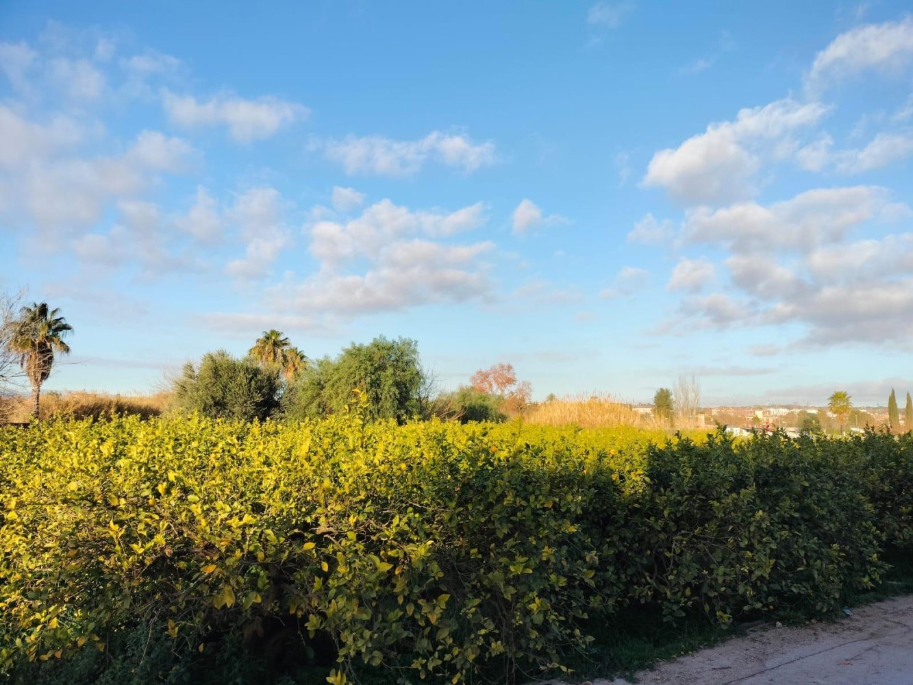 3 bedrooms Townhouse in Murcia, Spain No. 143948