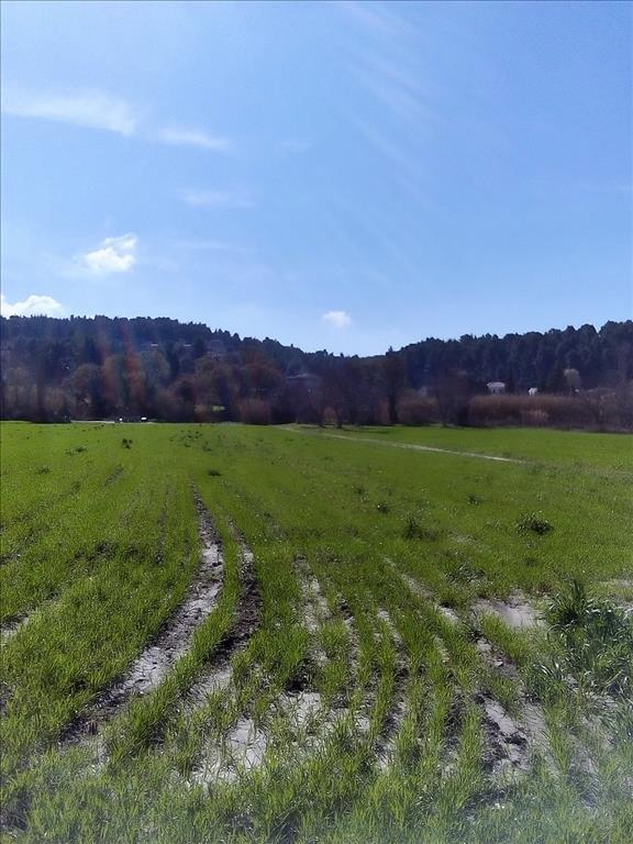 10000m² Hotel in Chalkidiki, Greece No. 5439