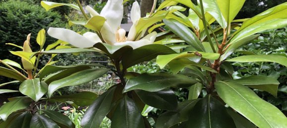 5 rooms Townhouse in Viersen, Germany No. 203880 9