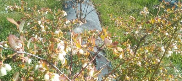 Land in Orjais, Portugal No. 189951 8