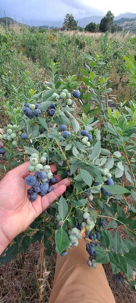  Land in Orjais, Portugal No. 189951