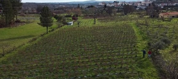 Land in Orjais, Portugal No. 189951 10