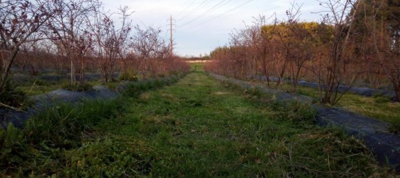 Land in Orjais, Portugal No. 189951 6