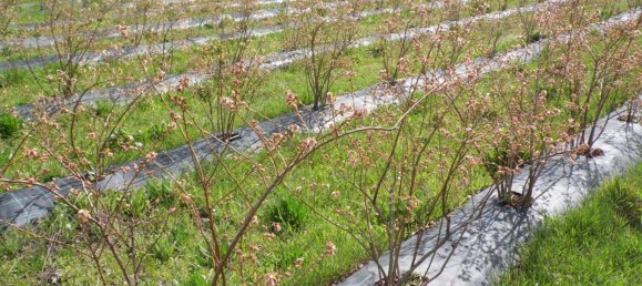 Land in Orjais, Portugal No. 189951 11